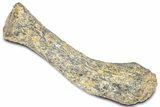Fossil Ornithopod Dinosaur (Dryosaurus) Humerus - Wyoming #325127-1